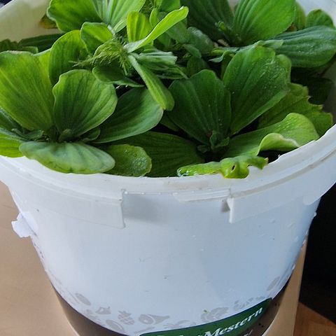 Pistia stratiotes,  limnobium