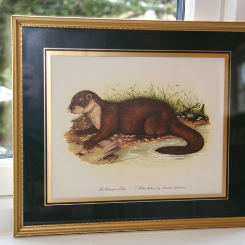 Nydelig bilde i ramme  "The Common Otter" av David Andrews