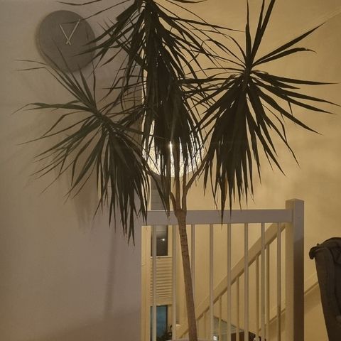 Dracaena Marginata