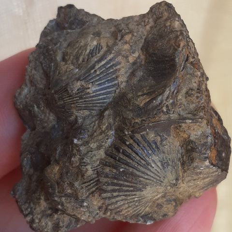 Mineraler / fossil