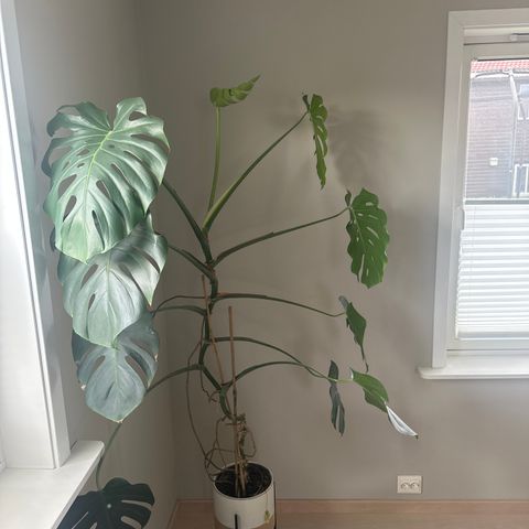 Monstera plante