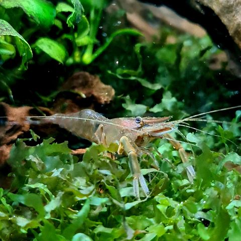 Indisk kloreke - Red Claw shrimp
