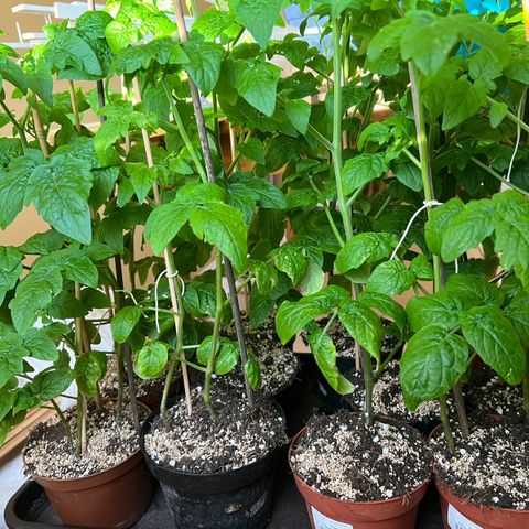 Cherrytomat ‘Tiny Tim’ - flere planter selges