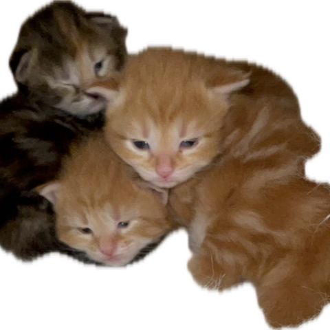 3 Søte små RagCoon kattunger(jenter ) ,søker gode permanente hjem.