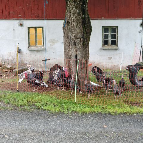 Ruge egg av bronsekalkun og jærhøns