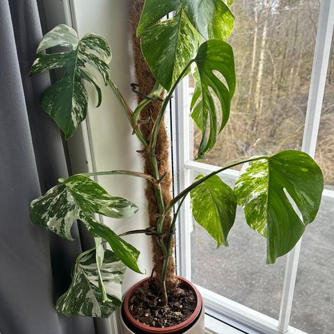 monstera variegata