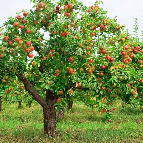 Høsting av eple, pære, epleslang, frukttre