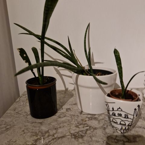 3 potteplanter