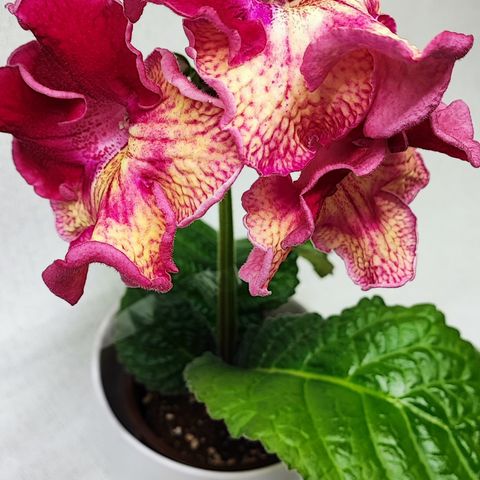 Streptocarpus / Vrifrukt