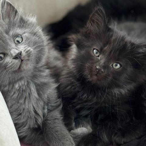 Langhåret svart eller grå kattunge ønskes kjøpt 😻
