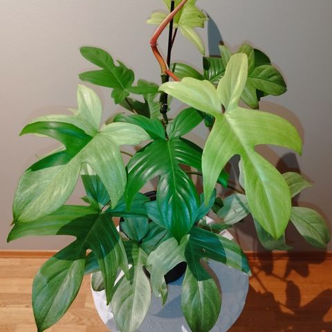 Philodendron Florida Ghost Mint Variegated - SUPER RARE 👻🤍👻💚👻🤍👻