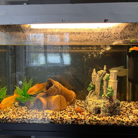 Akvarium med fisk komplett