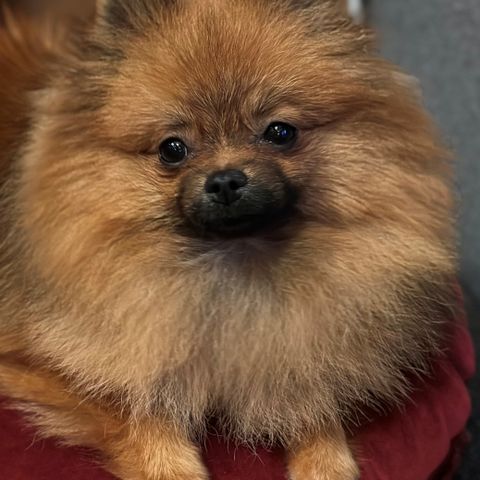 NKK registrert Pomeranian tispe