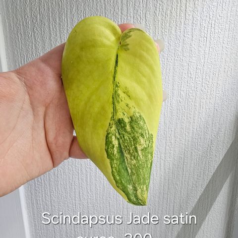 Scindapsus jade satin aurea