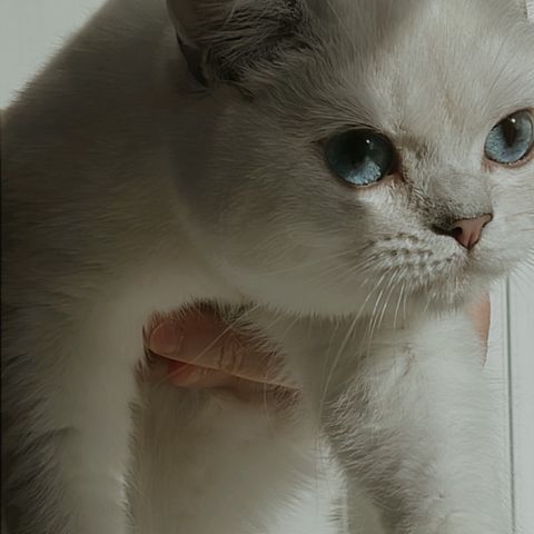 Nydeligste -Colour Point Shaded Britisk Katt.