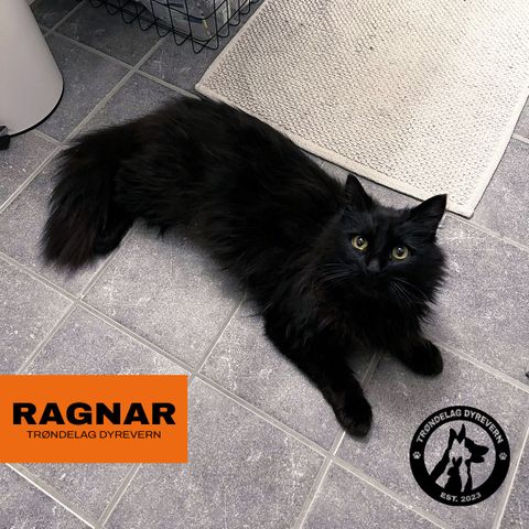 Ragnar søker et for-alltid hjem!