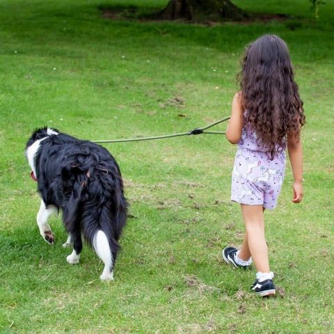 Hundepass/petsitter - Hundeturer og leketjenester
