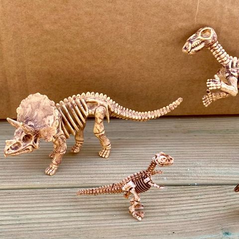 Dinosaurfossiler/skjelett
