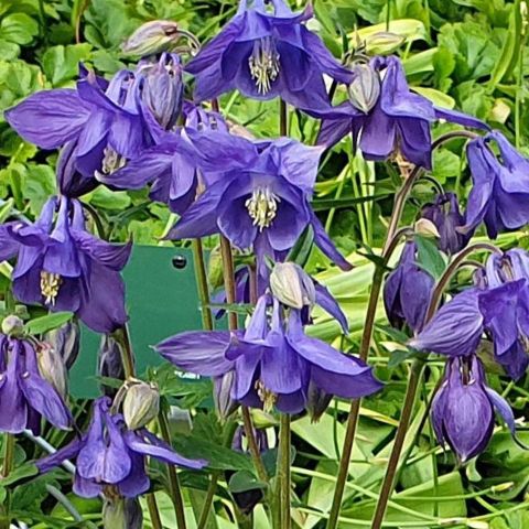 Akeleie aquilegia vulgaris