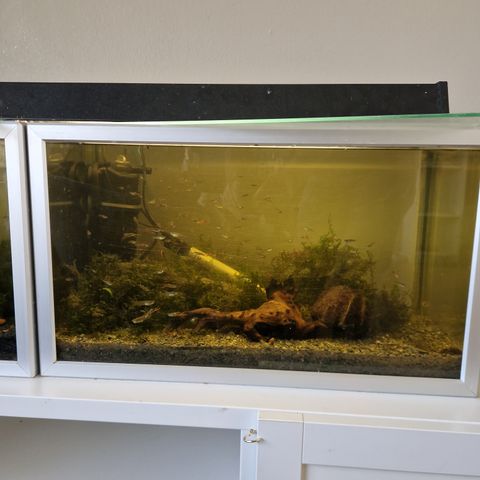 Akvarier 54L