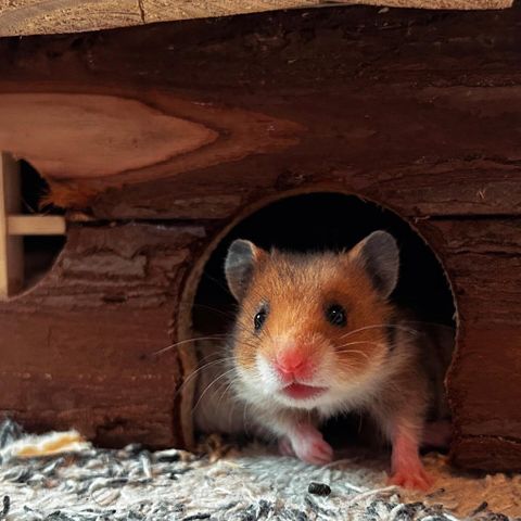 Gullhamster - Syrisk hamster
