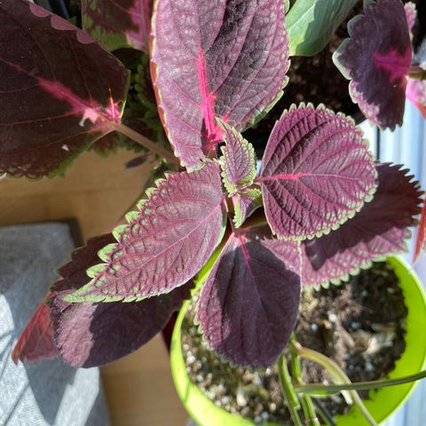 plante- coleus