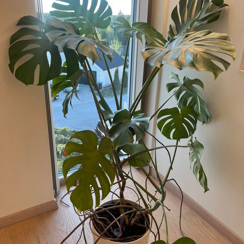 Monstera plante med potte