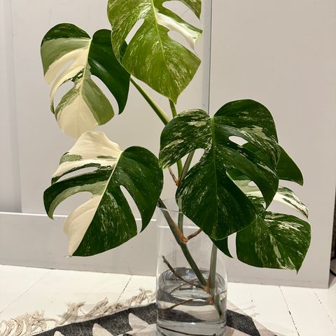 Monstera Variegata (Borsigiana)