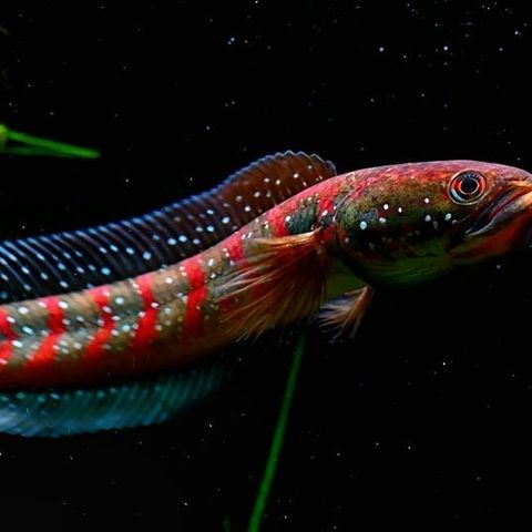 Channa Asiatica (red stripe) sjelden fisk!