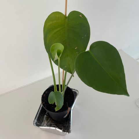 Monstera «stikling»