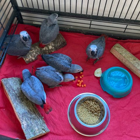 Håndoppmatet Grå jaco  papegøye unger med cites eierbevis