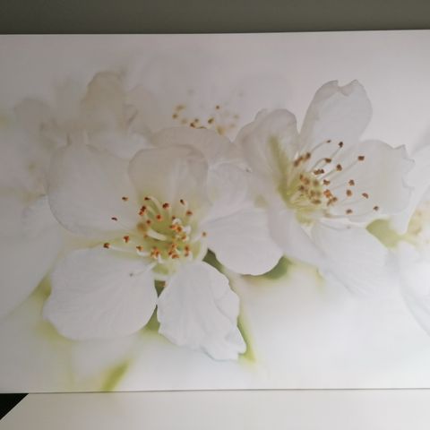 Lerret blomsterbilde fra Ikea 78 x 118