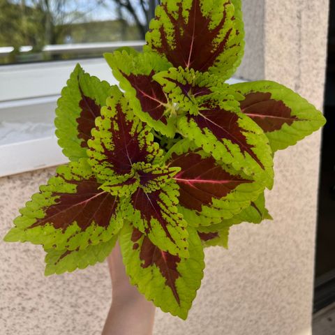 Coleus Alligator Alley