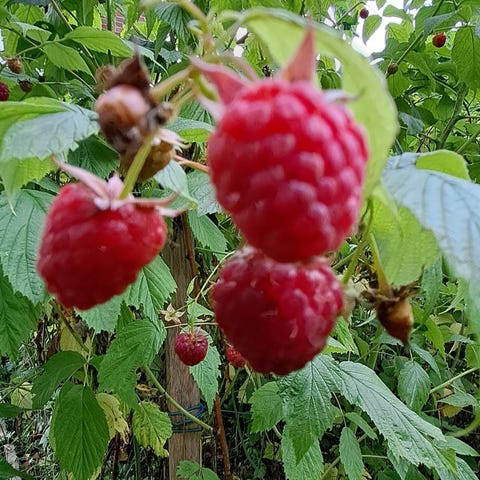 Annonsebilde