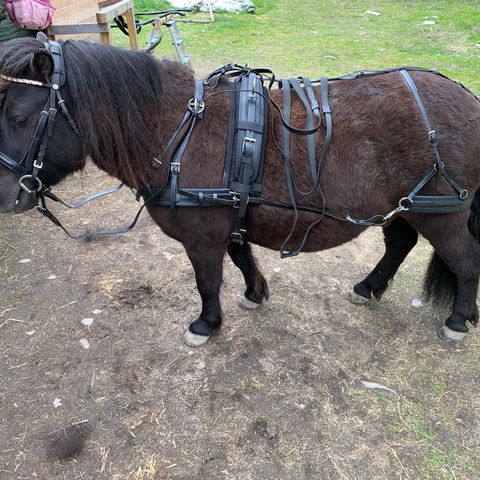 Zilco SL parbryst i str Shetland og Small Pony selges