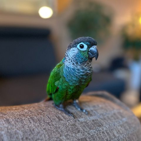 blåkinnet conure selges