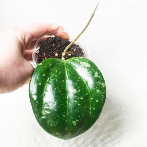 Hoya latifolia