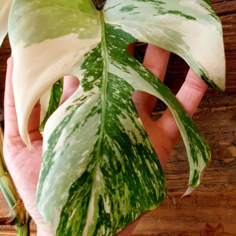 Monstera albo Variegata 🌱