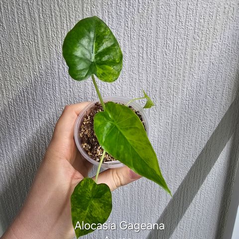 Alocasia Gageana Aurea variegata