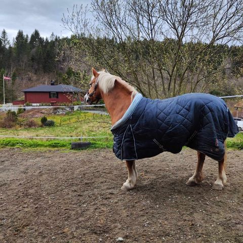 Haflinger