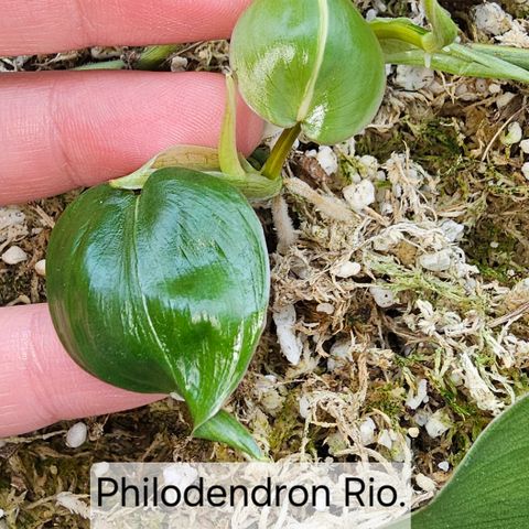 Philodendron rio