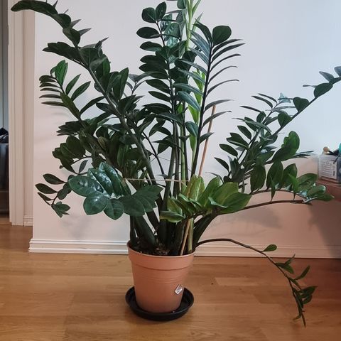 Smaragdpalme (Zamioculcas zamiifolia)