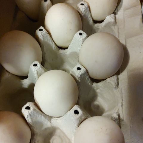 Rugeegg fra Pekin-ender