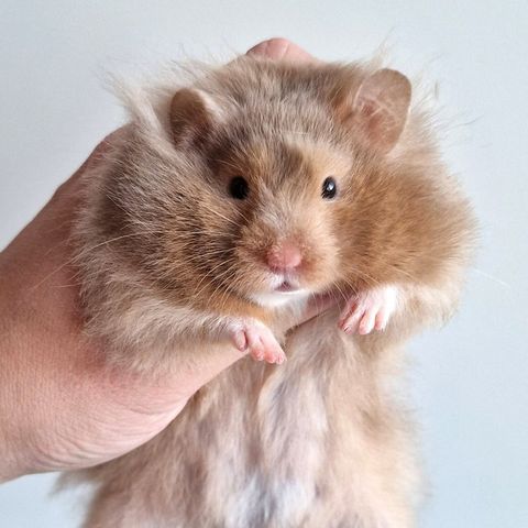 Syrisk gullhamster