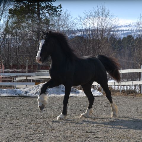 Rålekker Welsh Cob sec. D vallak