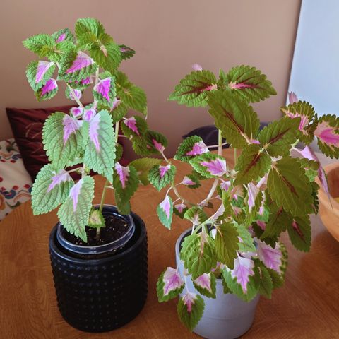 Coleus praktspragle plante