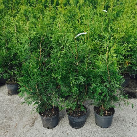 Thuja Brabant fra 39kr, pakkepriser ved å kjøpe 100stk