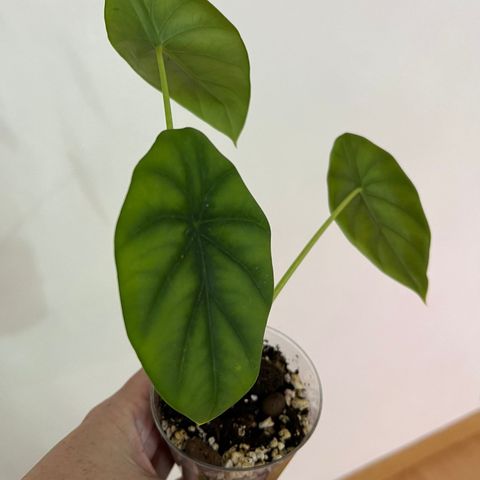 Alocasia ‘Green Shield’