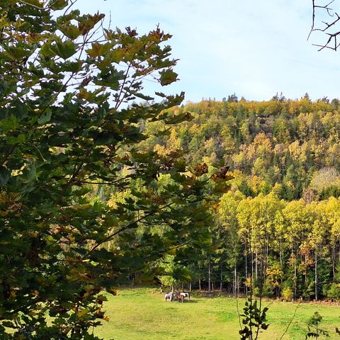 Fantastisk kat 1 ponni på for på knottfritt sted i landet?