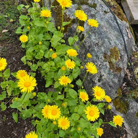 Storgullkorg Doronicum grandiflorum.